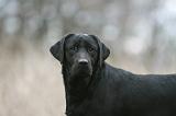 LABRADOR 1145